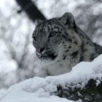 Image for the Nature programme "Age of the Big Cats"