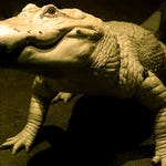 Image for the Nature programme "Deadly 60"
