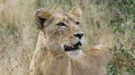 Image for the Nature programme "Malika the Lion Queen"