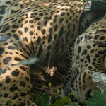 Image for the Nature programme "Jaguar Journals"