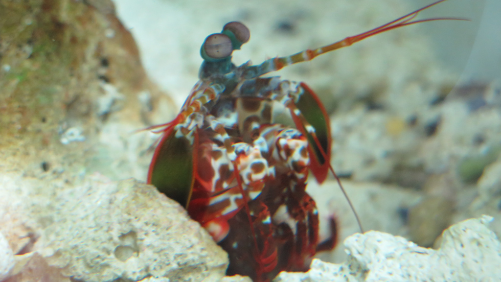 Great Barrier Reef with David Attenborough on Sky Nature - 6:00pm