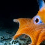 Image for the Nature programme "Blue Planet II"