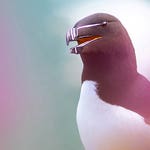 Image for the Nature programme "Springwatch"