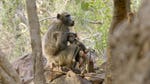 Image for episode "Baboons of Bambelela" from Nature programme "Land of Primates"