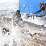 Image for the Nature programme "Shark Men"