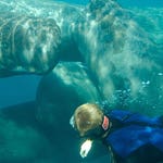 Image for the Nature programme "Oceans"