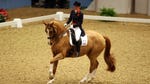 Image for Sport programme "Equestrian"