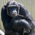 Image for the Nature programme "Monkey Life"