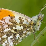 Image for the Gardening programme "The Wild Gardener"