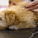 Image for Documentary programme "Panorama"