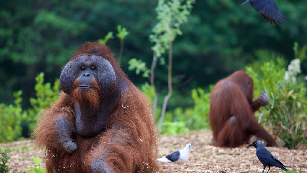 The Zoo Documentary What Happens Next On The Zoo with digiguide.tv