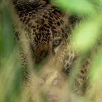 Image for the Nature programme "Jaguar Journals"