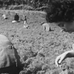 Image for the Film programme "No Resting Place"