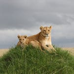 Image for the Nature programme "Planet Earth Live"