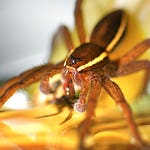 Image for Nature programme "Deadly 60"