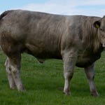 Image for the Documentary programme "Rare Breed - A Farming Year"