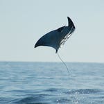 Image for the Documentary programme "Wild Mexico"