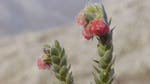 Image for episode "Ngorongoro Crater - Cursed Heaven" from Nature programme "Africa's Wild Horizons"