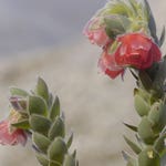 Image for the Nature programme "Africa's Wild Horizons"