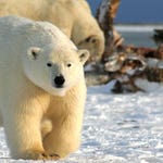 Image for episode "Alaska USA" from Nature programme "Deadly 60"