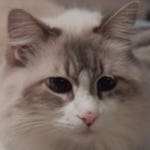 Image for episode "Scared to Laugh" from Nature programme "My Cat From Hell"