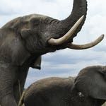 Image for the Nature programme "Dodo Heroes"