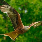 Image for Nature programme "Animal Park"