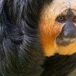 Image for the Nature programme "Monkey Life"