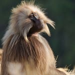 Image for episode "Mountains" from Nature programme "Hostile Planet"