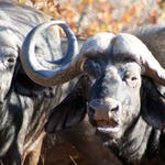 Image for episode "South Africa 1" from Nature programme "Deadly 60"