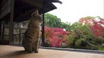 Image for the Documentary programme "A Cat's-Eye View of Japan"
