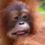 Image for the Documentary programme "Orangutan Jungle School"