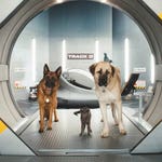 Image for the Film programme "Cats and Dogs 2: Revenge of Kitty Galore"