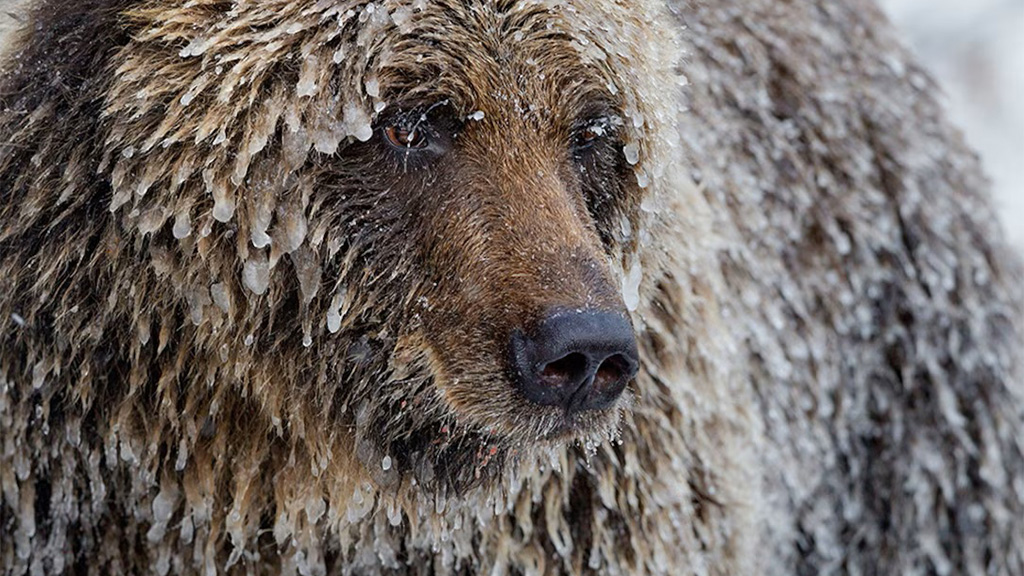 Winter of the Bear on National Geographic WILD HD - 7:00pm