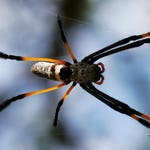 Image for episode "Unseen" from Nature programme "Deadly 60"