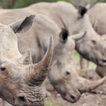 Image for the Nature programme "Africa's Big Five"