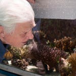 Image for episode "Survival" from Nature programme "Great Barrier Reef with David Attenborough"