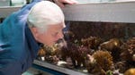 Image for episode "Survival" from Nature programme "Great Barrier Reef with David Attenborough"