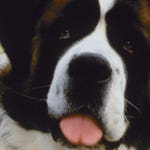 Image for the Film programme "Beethoven's 2nd"