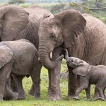 Image for the Nature programme "An Elephant's World"