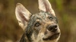 Image for episode "Realm of the Wolf" from Nature programme "Carpathian Predators"