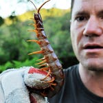 Image for episode "Venezuela" from Nature programme "Deadly 60"