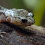 Image for episode "In-Flight Meals" from Nature programme "Airborne"