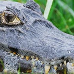 Image for episode "Argentina" from Nature programme "Deadly 60"