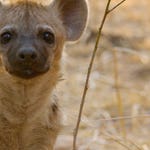 Image for the Nature programme "Africa's Hunters"