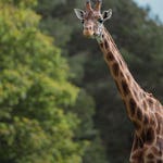 Image for Nature programme "Animal Park"