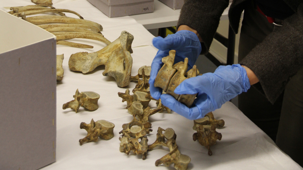 Digging for Britain Season 4 Episode 2 on Sky History 2 - TV Programme Poster