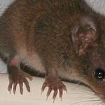 Image for the Nature programme "Weird Nature"