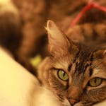 Image for episode "Guilt-Stricken Guardian" from Nature programme "My Cat From Hell"