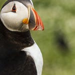 Image for the Nature programme "Wales: Land of the Wild"